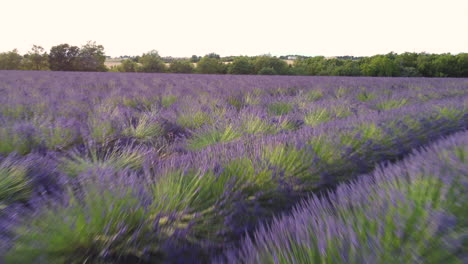 lavender organic agriculture cultivation field in valensole, provence