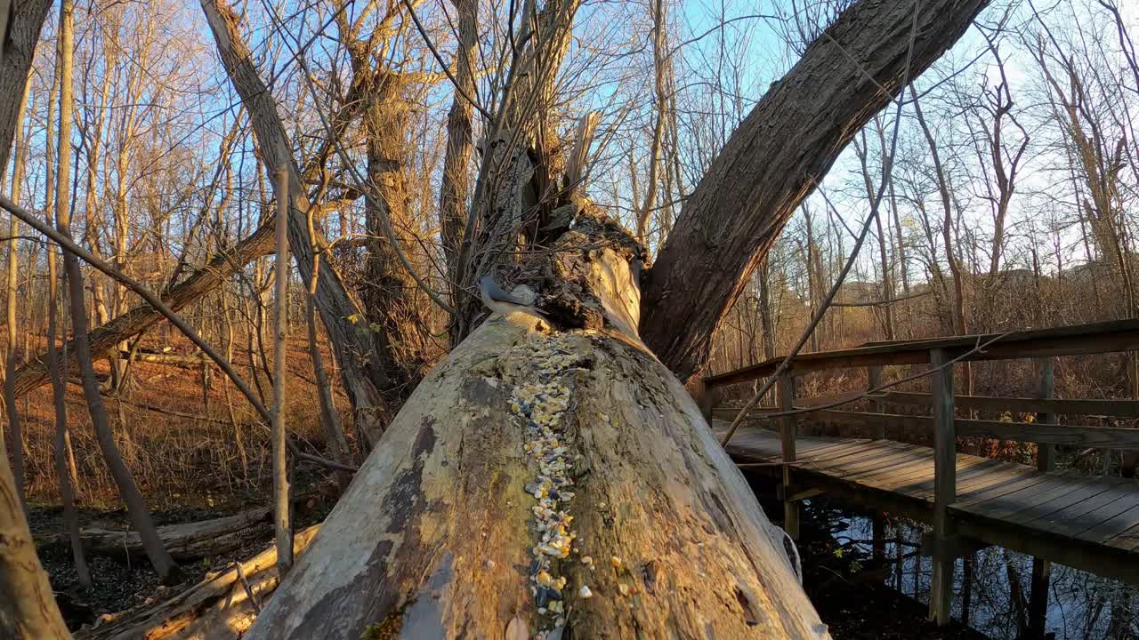 Beautiful birds in trail display their colors