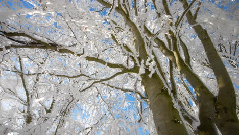 trees and branches covered in fresh snow with blue sky on a sunny in winter