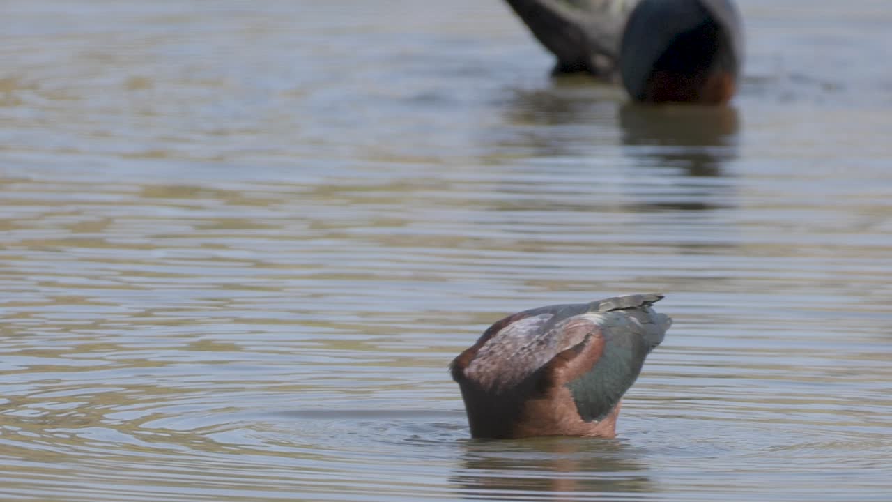 A glossy ibis dips its head underwater while feeding in a calm, shallow pond with other waterfowl nearby.