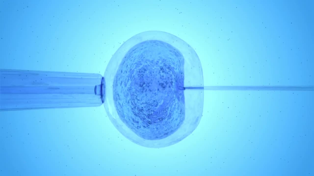 huevo azul siendo fertilizado por espermatozoides