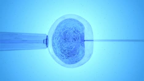 huevo azul siendo fertilizado por espermatozoides