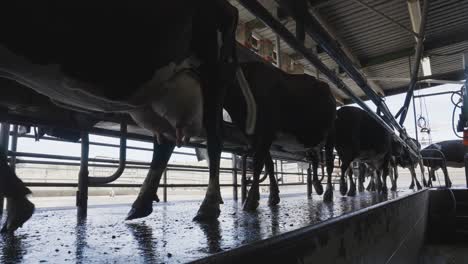 herd of milking cows walking into milk shed factory, automatic production of milk