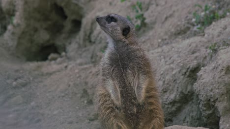 Meerkat-standing-alert-in-its-enclosure,-looking-attentive