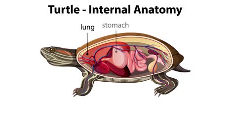vista detallada de los órganos internos de la tortuga