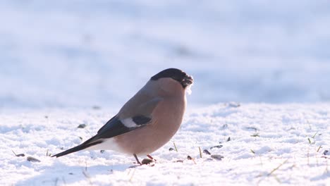 Eurasian-bullfinch-in-winter-near-bird-feeder-eating-sunflower-seeds-with-other-birds