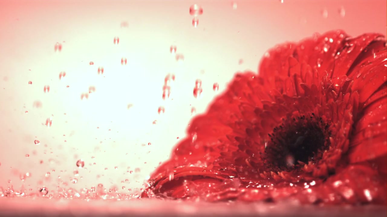 Gocce d'acqua che schizzano su un fiore di gerbera rossa al rallentatore