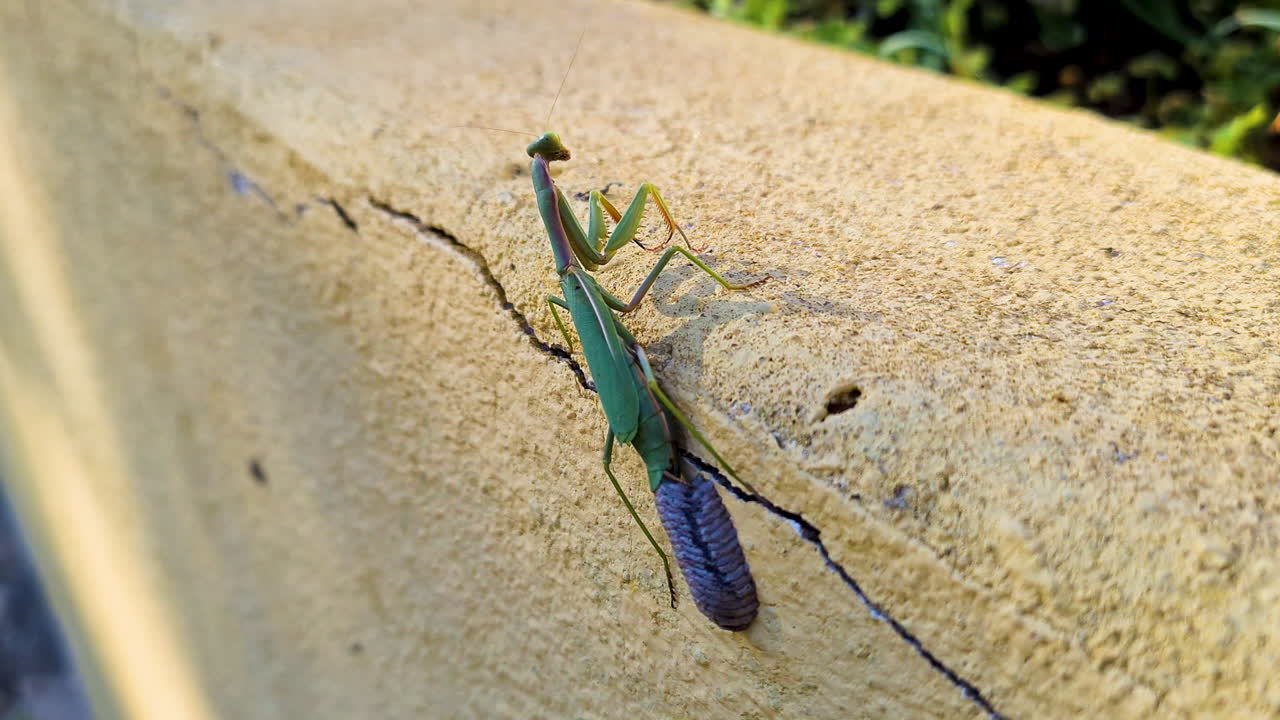 una mantis verde que pone huevos en la pared de un jardín