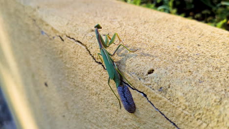 an egg-laying green mantis on a garden wall