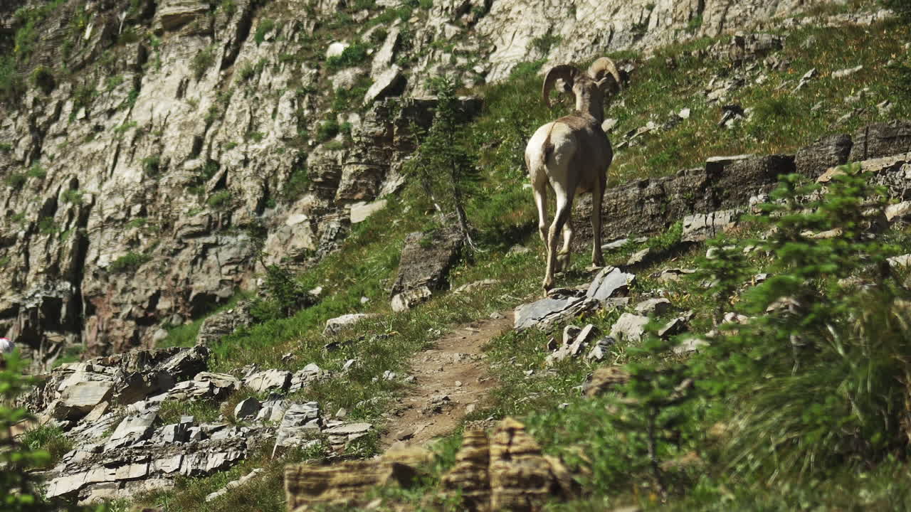 Uma Ovelha Bighorn caminha com facilidade e confiança sobre o terreno acidentado de Logan Pass na Trilha Highline Loop no Parque Nacional Glacier, Montana.