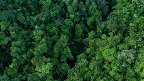 a small tropical stream is meandering through the canopy of the rainforest