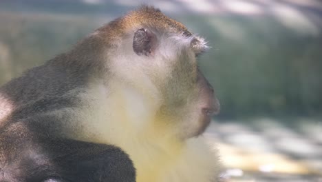 a close up of a rhesus macaque looking out of a window. a close-up of a rhesus macaque, a terrestrial primate, peering out of a window. it has a snout, fur, and is part of wildlife