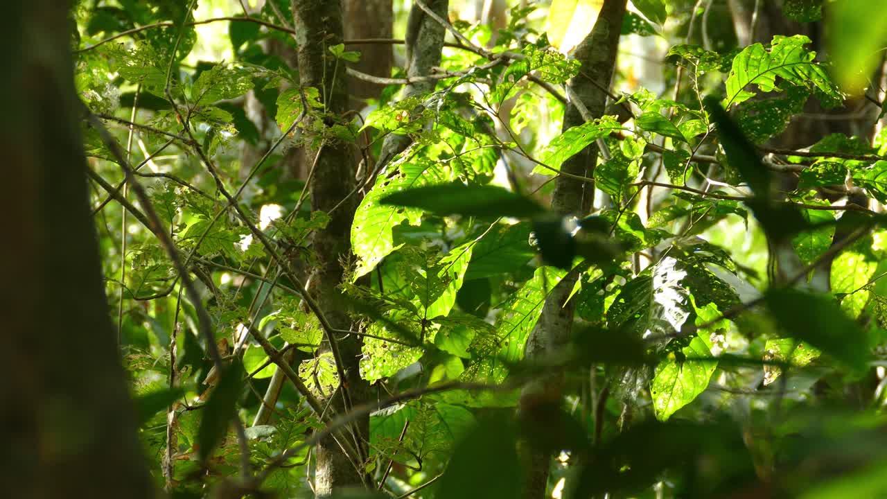 pequeño pájaro dentro de un espeso bosque posado en una rama antes de volar