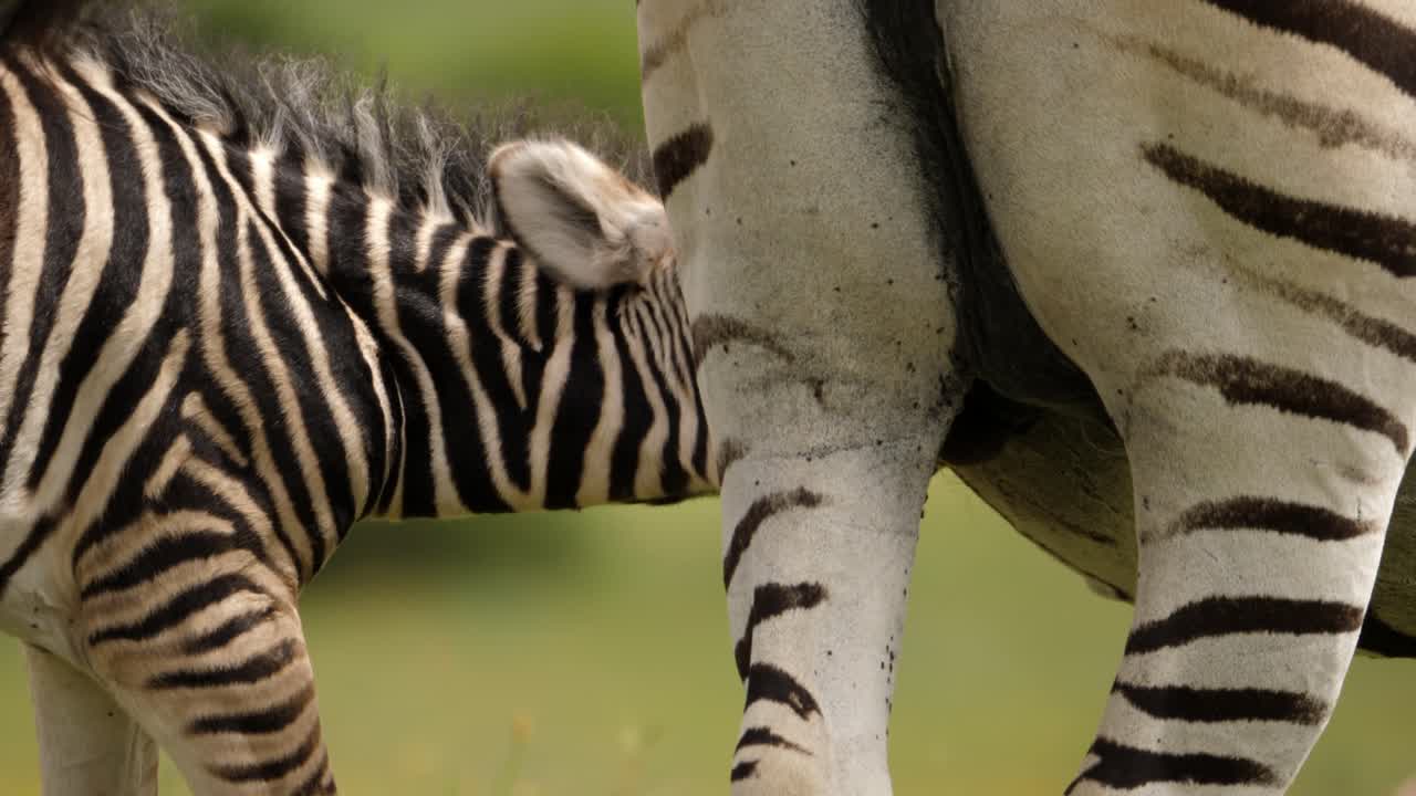 Vista posteriore di un cucciolo di zebra che beve latte dalla madre e scuote la testa, di giorno