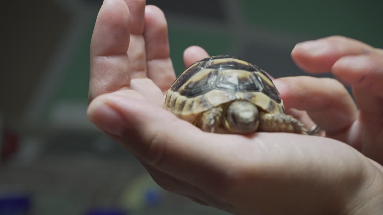 Close up on caucasian woman's hands, holding and caressing a baby leopard tortoise indoors 4K