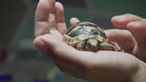 Close-up-on-caucasian-woman's-hands,-holding-and-caressing-a-baby-leopard-tortoise-indoors-4K