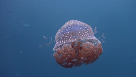 Große-Verzierte-Qualle-Mit-Weißen-Flecken-Schwimmt-Langsam-Im-Offenen-Wasser,-Während-Jungfische-Sie-Zum-Schutz-Nutzen