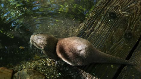 Asiatischer-Kleinkrallenotter-Trinkt-Wasser-Aus-Dem-Teich-Im-Zoo-Von-Amersfoort-In-Den-Niederlanden