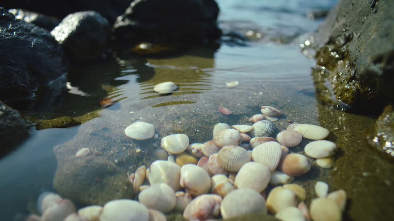 Sollevando una singola conchiglia pallida da un gruppo, che galleggia su una lieve increspatura attraverso una pozza di marea con i bagliori del sole.