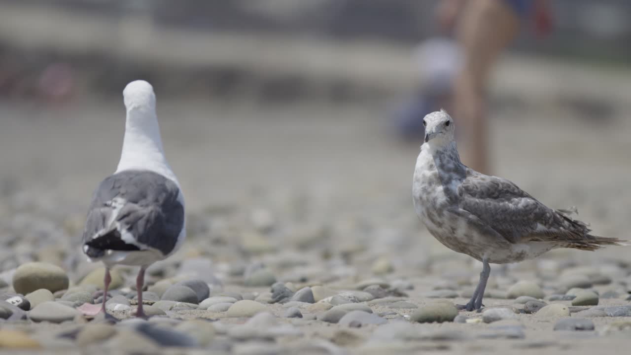 아름다운 느린 모 4k에서 놀고 있는 갈매기 한 쌍