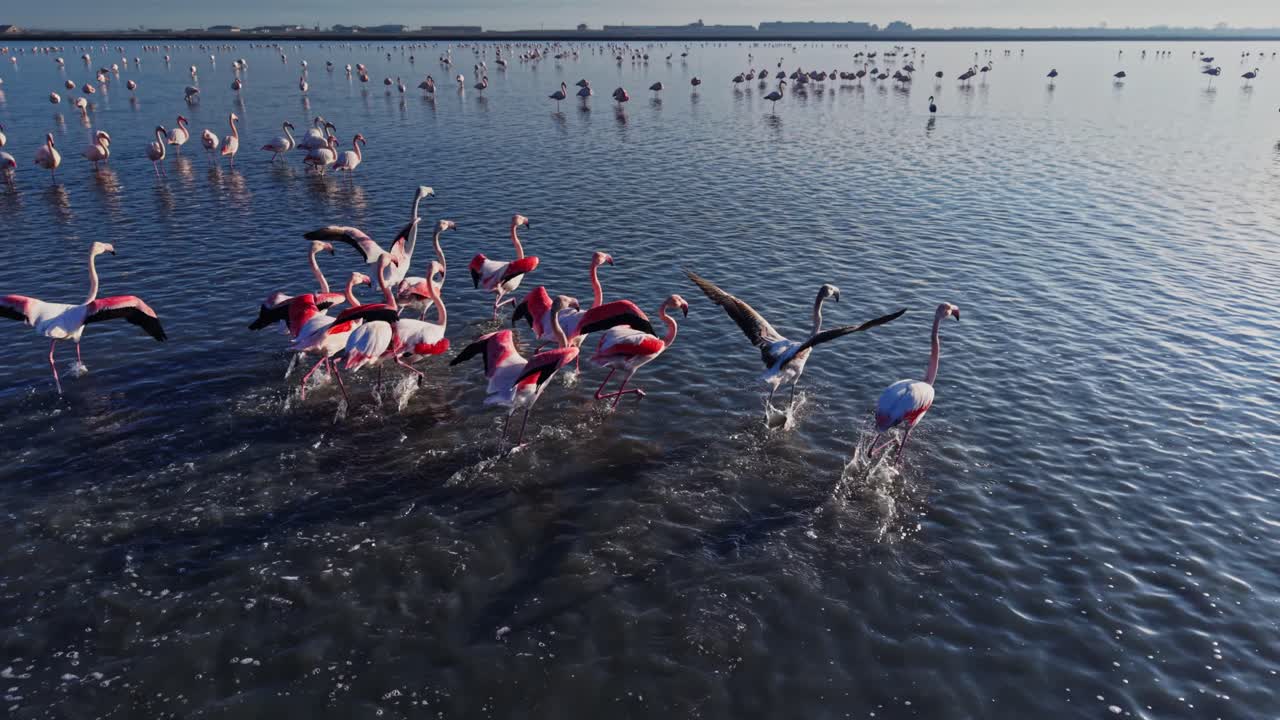Flamingos walking through water at a coastal location during daytime