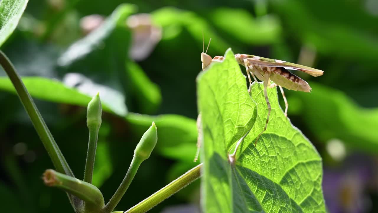 카메라가 기울고 미끄러질 때 몸을 앞뒤로 흔드는 동안 식물의 구근에 손을 내밀고, 보석으로 장식된 꽃 사마귀, creobroter gemmatus, 태국