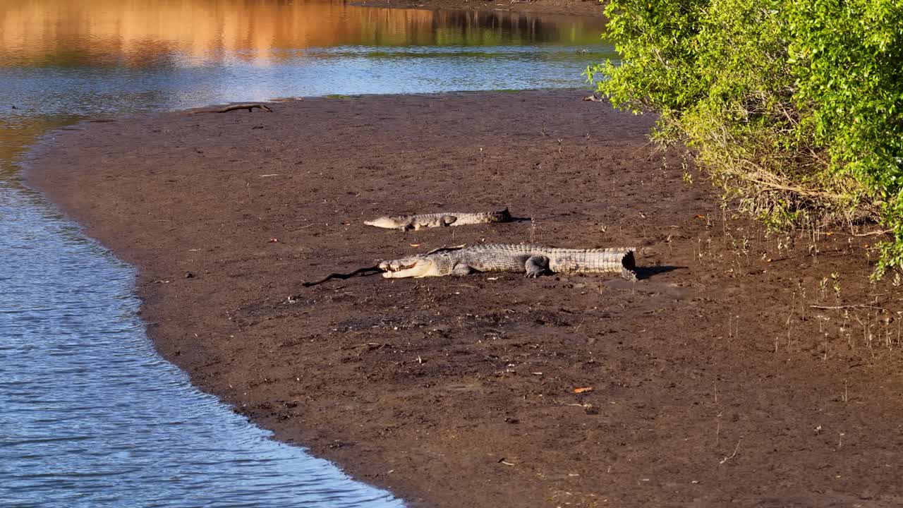 A saltwater crocodile lies motionless on a muddy riverbank under bright sunlight, surrounded by lush greenery and calm waters