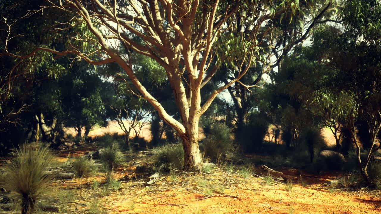 Vibrant australian bush landscape showcasing eucalyptus trees and native flora