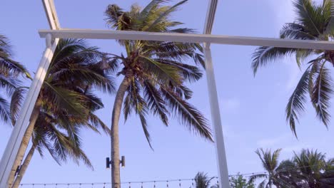 Looking-out-over-the-patio-at-the-palm-trees-waving-in-the-gentle-breeze