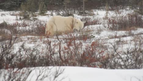 Gran-Oso-Polar-Macho-Deambulando-Por-Un-Terreno-Rocoso-De-Invierno