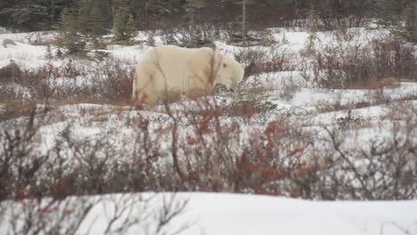 gran oso polar macho deambulando por un terreno rocoso de invierno