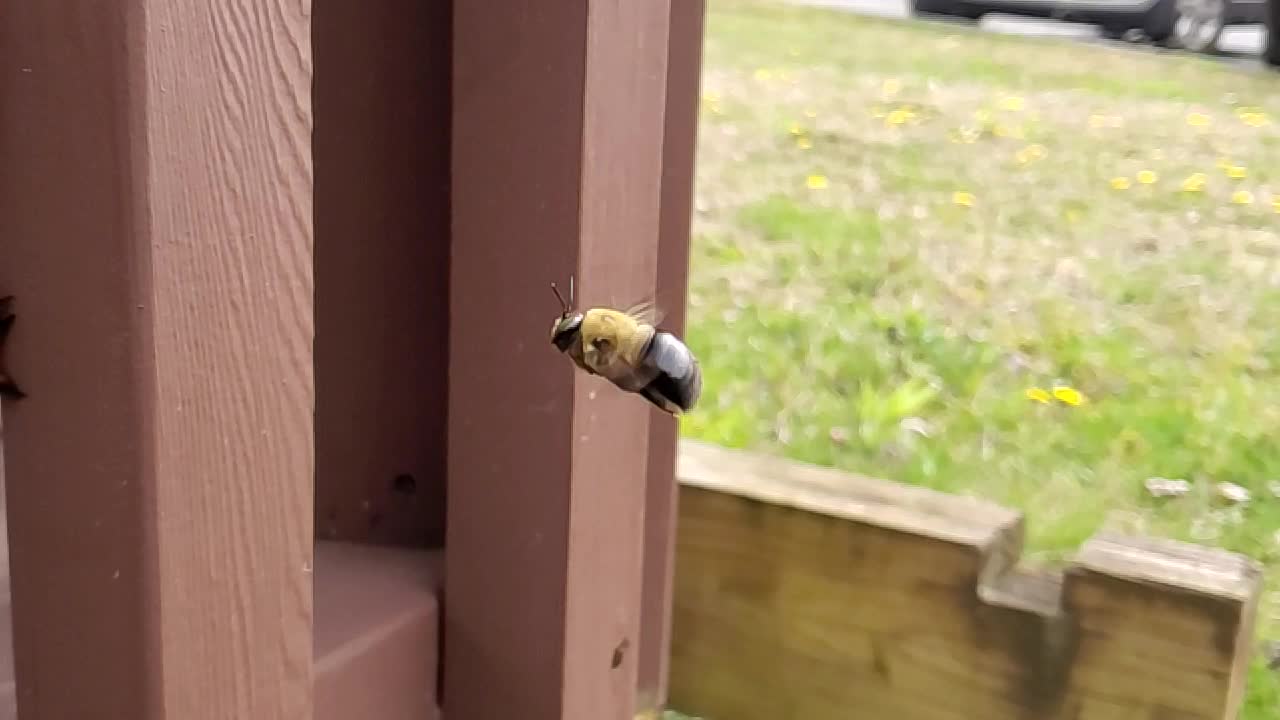 Super Slow Motion Bumble Bee