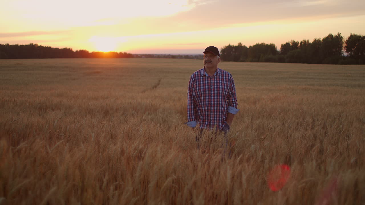 un agricultor adulto camina en un campo de trigo con una gorra al atardecer pasando su mano sobre las orejas de color dorado al atardecer. agricultura de plantas de grano.