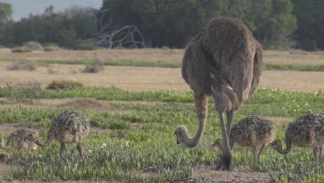 high definition slow motion shot of ostrich eating with her chicks