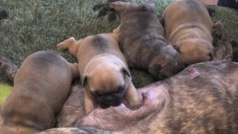 cachorros de bulldog francés recién nacidos chupando leche de su madre