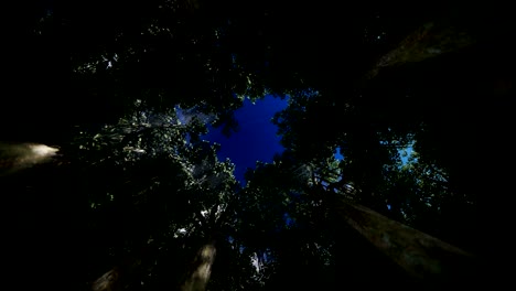 view through a circle of trees camera rising to the top, 4k