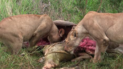 close-up of two lioness feeding on a giraffe carcass, kruger national park