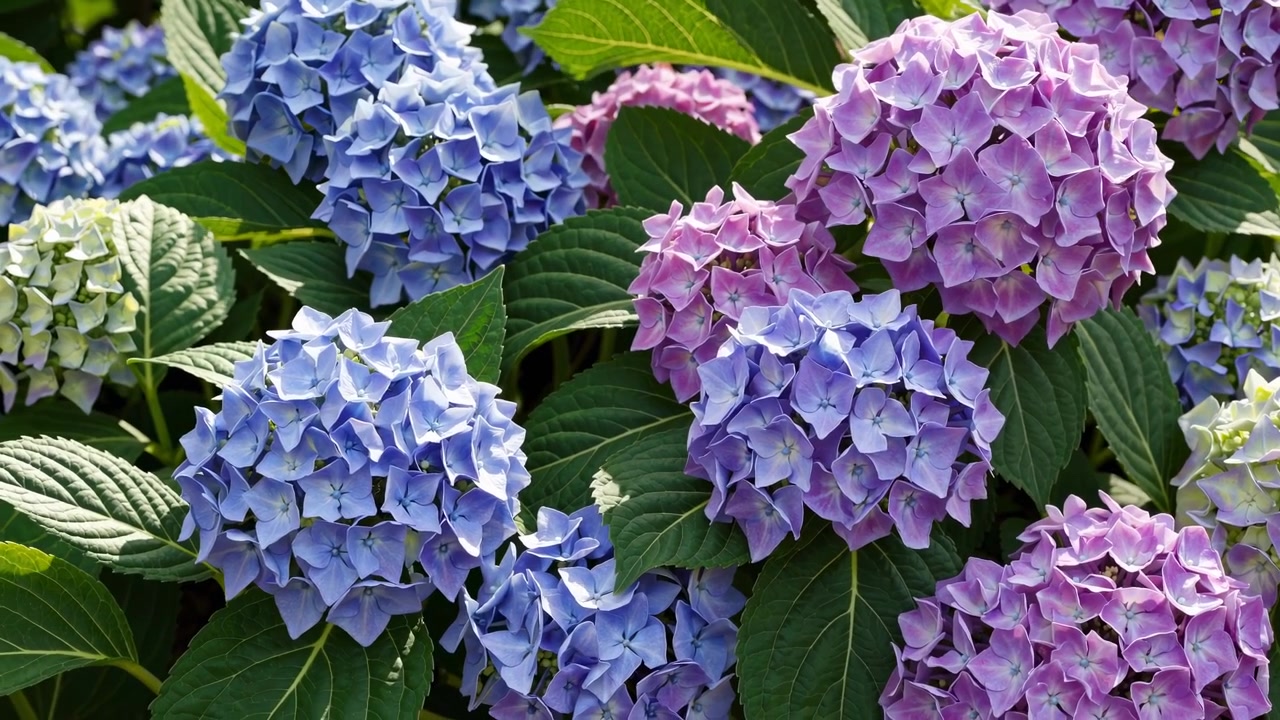 Vibrant Blue and Purple Hydrangea Flowers Blooming in a Garden