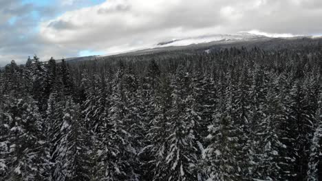 drone dolly low over snowy treeline, mt hood national forest oregon usa