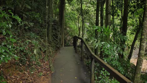 sendero para caminar en el puente natural, parque nacional springbrook, interior de la costa dorada, australia