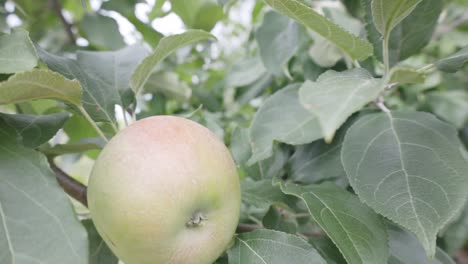 Apples growing on tree in the sun