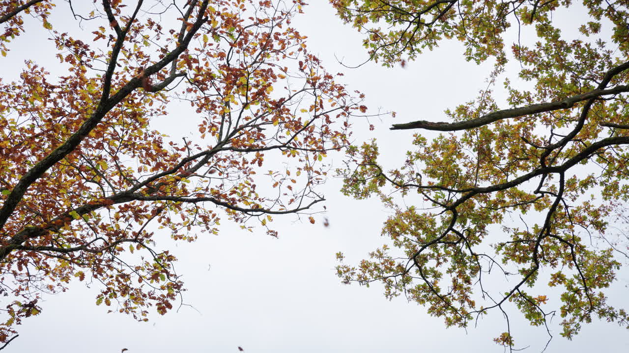 On an autumn day, the leaves fall from the red-colored deciduous trees in the forest. The trees and leaves move with the wind