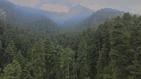 Pull-front-above-pines-in-middle-of-forest-at-base-of-mountain-in-a-foggy-day