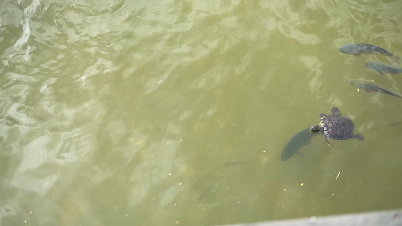 연못에서 수영하는 물고기와 거북이