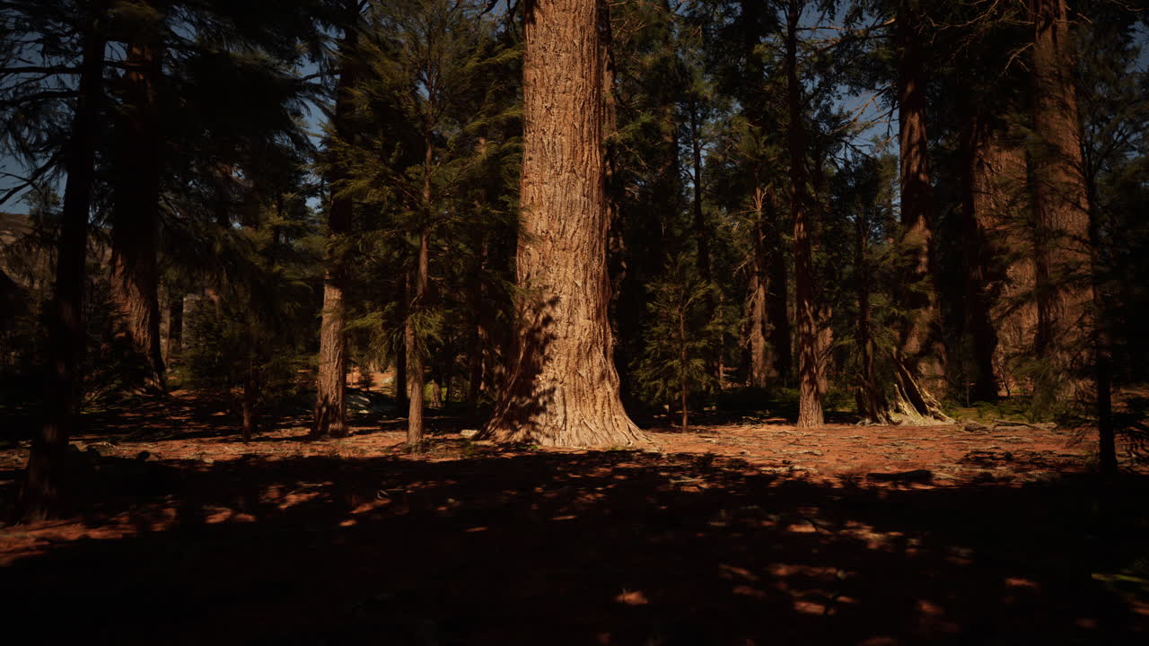 숲 속 의 높은 소나무