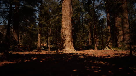pinos altos en un bosque