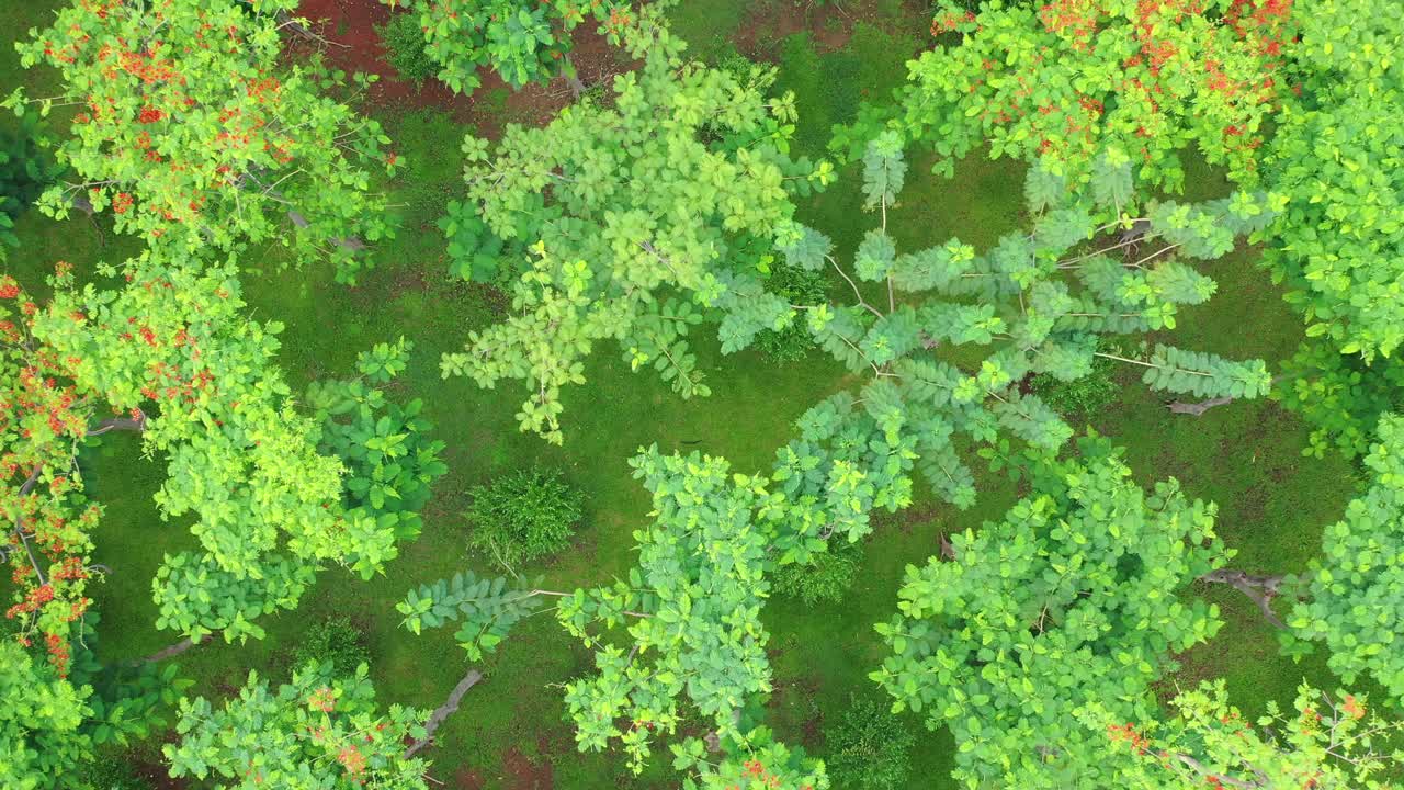 vista aérea de un parque o bosque verde y exuberante