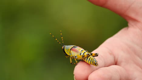 slow motion: close up toxic, colorful male elegant grasshopper jumps off caucasian womans hand with green out of focus background