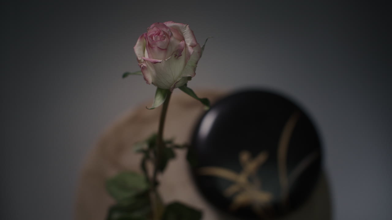 A single rose withers in a vase timelapse