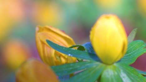 Macro-of-winter-aconite-flowers-with-shiny-green-bracts,-and-decorated-with-dewdrops